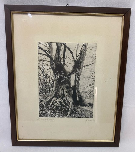 Quadro vecchio albero - quadro, con