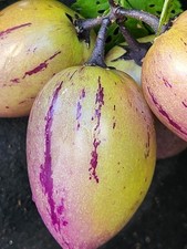Healthy newest variety - 2,