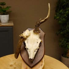 Corna Di Capriolo Abnorme