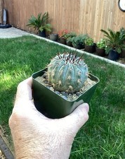 Beautiful Copiapoa Cinerea