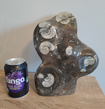 Goniatite Sculpture - Polished