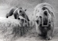 Foto vintage Mamma orsa gioca col cucciolo che sta per tuffarsi, stampa 21x15cm