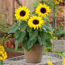 25 SEMI DI GIRASOLE NANO DA