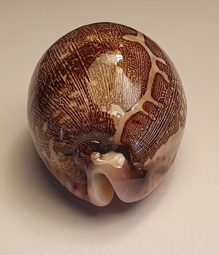 Cypraea mappa viridis