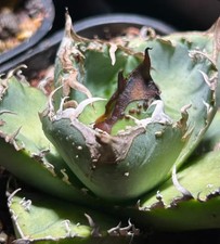 8 cm + Agave titanota filifera