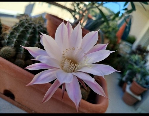 Parodia herteri - parodia, (notocactus).