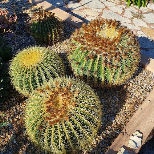 Cactus echinocactus grusonii - -,