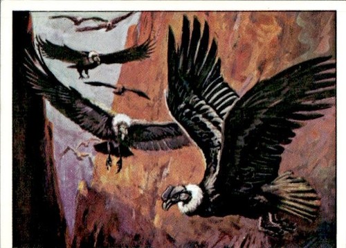 Figurina uccelli panini - uccelli, ed.panini