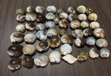 50 piccoli gusci di lumaca