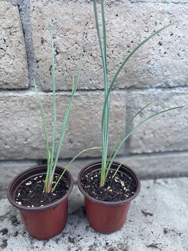 Red yucca live starter plants - red,