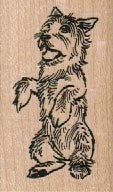 Begging cairn terrier - begging, 1/4