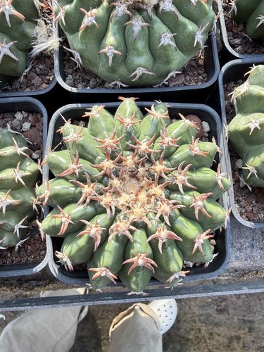 Raro cactus coltivato semi - raro,