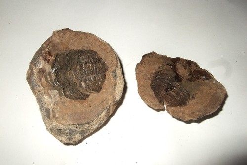 Fossili trilobite nodulo - fossili,