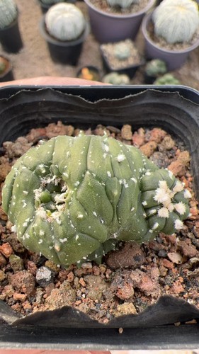 Raro cactus crestato - pz,