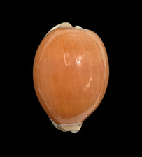 Conchiglia shell cypraea - shell,