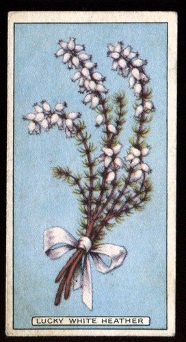 Tobacco card godfrey - tobacco, card,godfrey