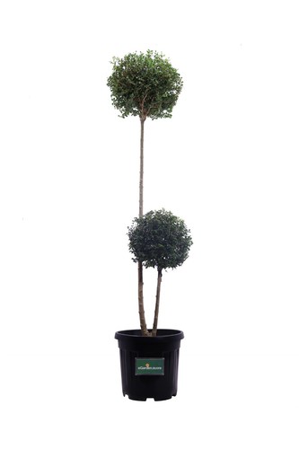 Pianta ligustro ligustrum - pianta,