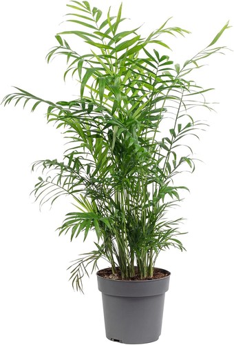 Chamaedorea elegans palma - elegans, di