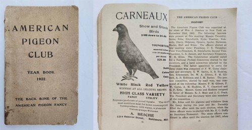 1923 antico american pigeon - 1923,