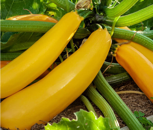 Zucchine colore giallo oro - zucchine, di