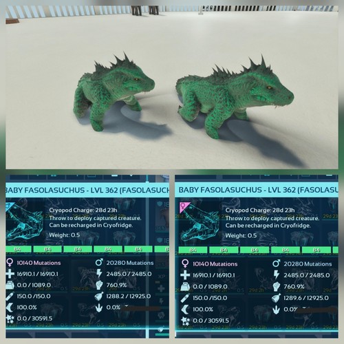 Fasolasuchus coppia baby mint - fasolasuchus,