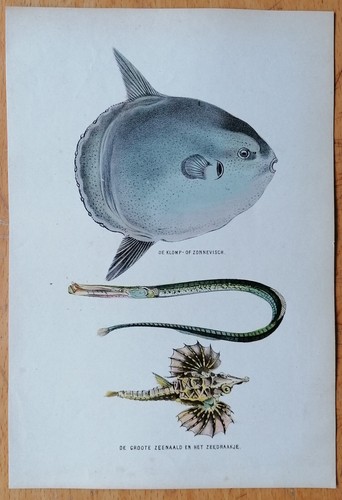 Pesce sunfish stampa - pesce,