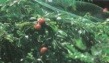 RETE DI PROTEZIONE ANTIUCCELLI