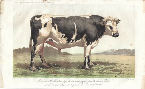 Stampa antica toro - antica,