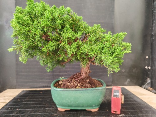 Bonsai ginepro chinesis cm - bonsai,
