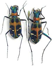 Carabidae, Cicindelinae