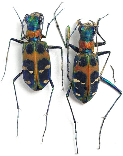 Carabidae cicindelinae - carabidae,,