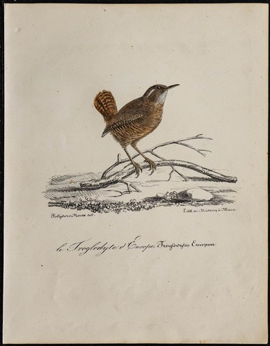 1830 scricciolo mignon - 1830,