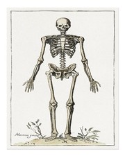 Arte parete anatomia - arte,