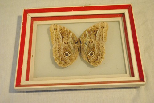 Farfalla vintage gufo gigante - gufo,