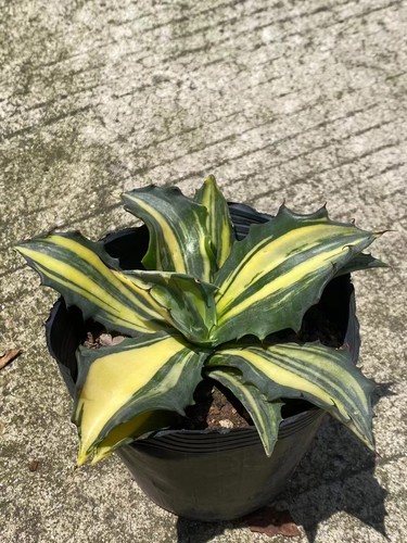 Rara pianta succulenta agave