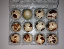 uova feconde Di Quaglie Cinese