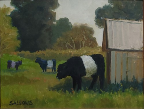 Dipinto olio mucche - , galloway