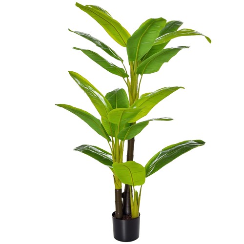 Banano pianta vaso da - pianta,