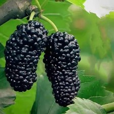 Gelso 'Perla Rotonda Nera' rara varietà 15 semi freschi + REGALO