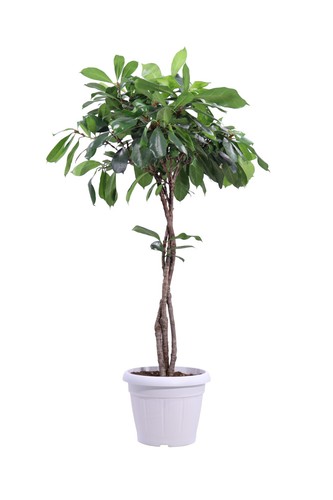 Pianta vera ficus - pianta, di