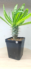 Pachypodium ambongense n