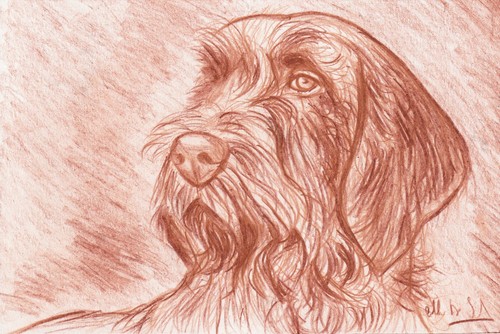 Ritratto spinone italiano - italiano, a