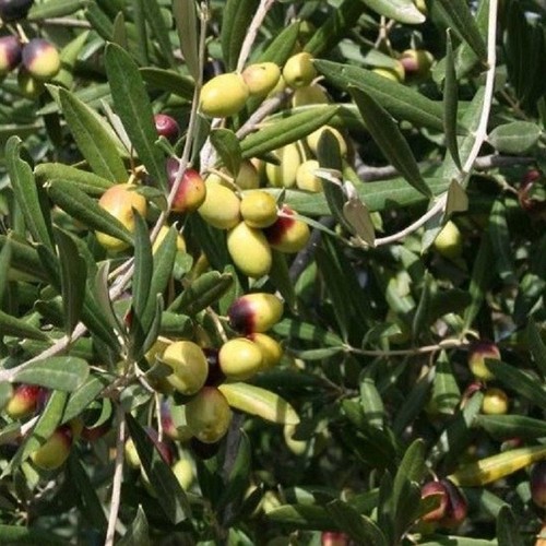 Albero olivo leccino - olivo,