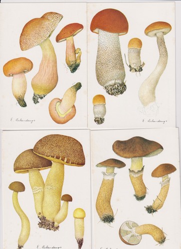 Cartoline funghi - n.,
