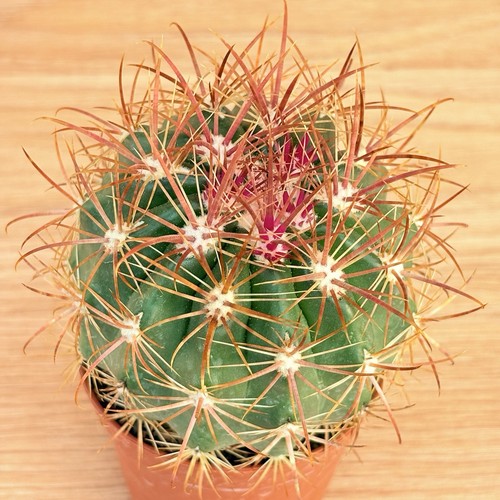 Ferocactus viridescens pot - ferocactus,