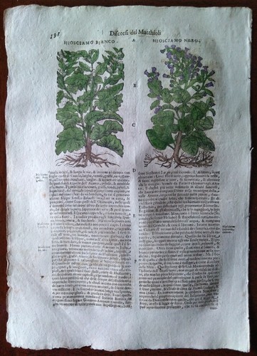 Stampa antica erbario mattioli - stampa,