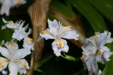 20 rizomi IRIS JAPONICA fiore