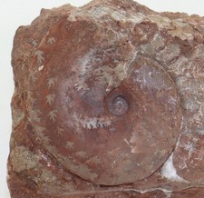 Ammonite, Gymnites credneri, Trias, Ladin, Carinzia, Austria -m398