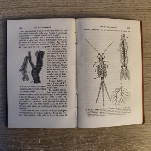 Anatomia comparata l - comparata,