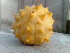 20 SEMI KIWANO ROTONDO BIANCO